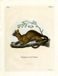 Fossa (farvet gravering) af German School