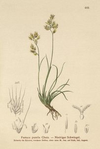 Firkløveret svingel (Festuca pumila, Festuca quadriflora) af German School