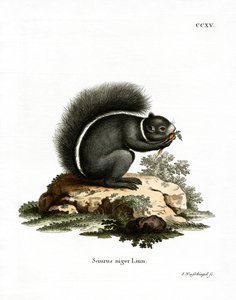 Ræveegern (farvet gravering) af German School