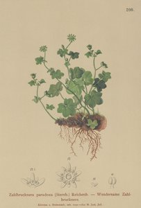 Skør Saxifrage (Zahlbrucknera paradoxa, Saxifraga paradoxa ) af German School