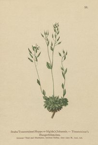 Frigid Whitlow-grass (Draba Traunsteineri, Draba frigida) af German School