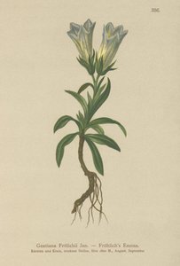Froelich