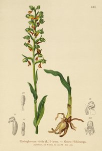 Frø Orkidé (Coeloglossum viride) af German School