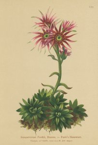 Funks Høne og kyllinger (Sempervivum Funkii) af German School