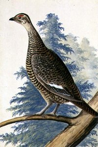 Game Bird, ca. 1740 (akvarel på papir) af German School