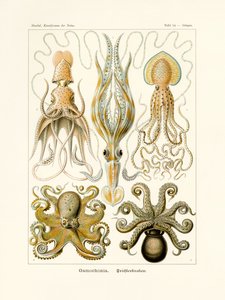 Af Gamo, 1899-1904 af German School