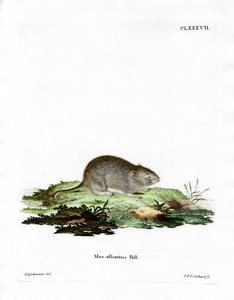 Hvidløgsmus (farvet gravering) af German School