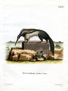 Kæmpemyresluger (farvet gravering) af German School