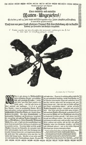 Kæmperotter fanget i Strasbourg i 1683 (gravering) af German School