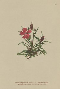 Glacier Pink (Dianthus glacialis) af German School