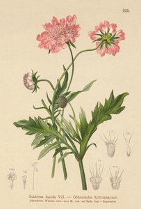 Glansende Scabious (Scabiosa lucida) af German School
