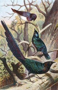 Blanke stære, tallerken fra "Brehms Tierleben: Allgemeine Kunde des Tierreichs", bind 4, s. 392, udgivet af Bibliographisches Institut af German School