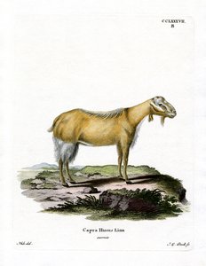 Ged uden horn (farvet gravering) af German School