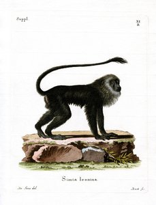 Golden Lion Tamarin (farvet gravering) af German School