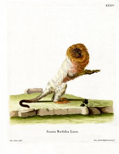 Golden Lion Tamarin (farvet gravering) af German School