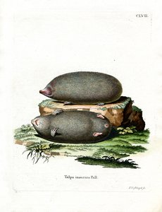 Golden Mole (farvet gravering) af German School