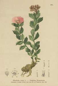 Gylden rod (Rhodiola rosea) af German School