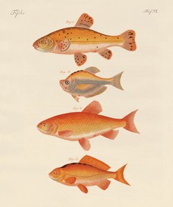 Guldfisk (farvet gravering) af German School