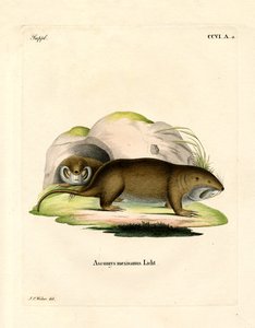 Gopher (farvet gravering) af German School
