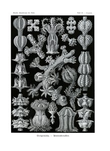 Gorgonida, 1899-1904 af German School