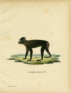 Gorontalo Macaque (farvet gravering) af German School
