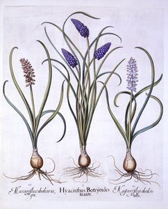 Grape Hyacinths, fra Hortus Eystettensis, af Basil Besler (1561-1629), pub. 1613 (håndfarvet gravering) af German School
