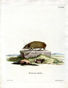 Greater Hedgehog Tenrec (farvet gravering) af German School