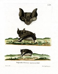 Greater Horseshoe Bat (farvet indgravering) af German School