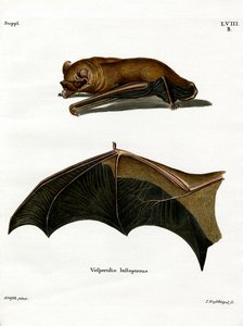 Greater Noctule Bat (farvet indgravering) af German School
