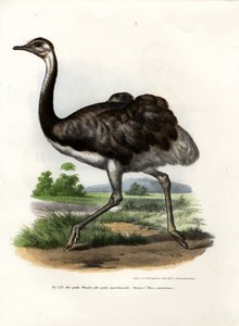 Greater Rhea, 1864 af German School