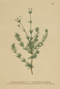 Stor Sandwort (Arenaria grandiflora) af German School