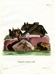 Greater Spear-nosed Bat (farvet indgravering) af German School