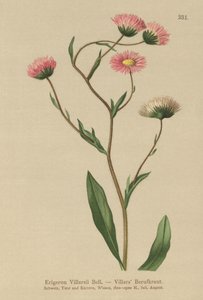 Græsk Loppe (Erigeron Villarsii, Erigeron atticus) af German School