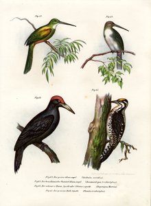 Grønhalet Jacamar, 1864 af German School