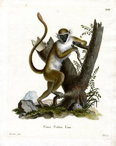 Green Monkey (farvet gravering) af German School