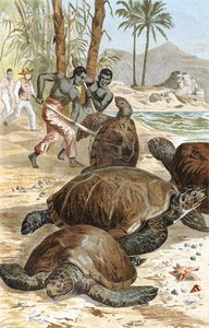 Grøn skildpadde, tallerken fra "Brehms Tierleben: Allgemeine Kunde des Tierreichs", bind 7, s.596, udgivet af Bibliographisches Institut af German School