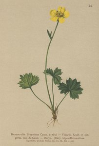 Greniers Buttercup (Ranunculus Breynius, Ranunculus Villarsii, Ranunculus grenierianus) af German School