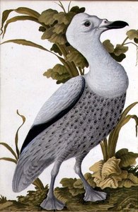 Grågås, ca. 1740 (akvarel på papir) af German School