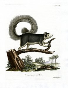 Grizzled Giant Squirrel (farvet gravering) af German School