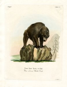 Grizzly Bear (farvet gravering) af German School