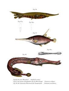 Rillede barberfisk (farve litho) af German School
