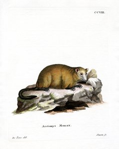 Groundhog (farvet gravering) af German School