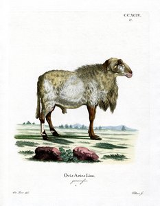 Guinea får (farvet gravering) af German School