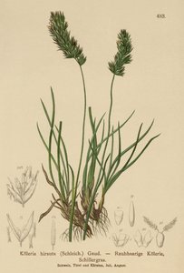 Hår-græs af German School