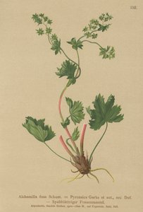 Hårløs ladys Mantle (Alchemilla fissa, Alchemilla Pyrenaica) af German School