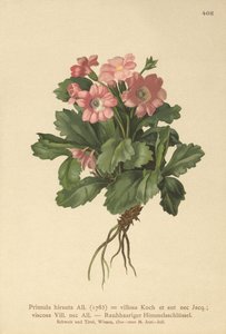 Håret Primula hirsuta (Primula hirsuta) af German School
