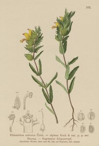 Håret gul rangle (Rhinanthus aristatus, Rhinanthus alpinus) af German School