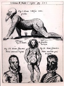 Behåret mand og vild mand, illustration fra Physica Curiosa af Gaspar Schott (1608-66) af German School