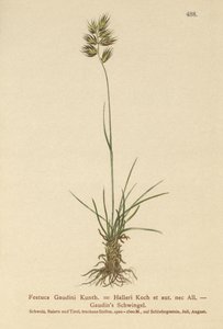 Hallers svingel (Festuca Gaudini, Festuca Hallerie) af German School