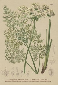 Hallers Sermountain (Laserpitium hirsutum, Laserpitium halleri, Laserpitium panax) af German School